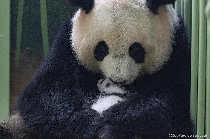 【ボーバル動物園】双子のジャイアントパンダが誕生！（フランス現地時間2021年8月2日）