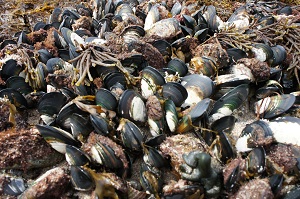 mussel4.jpg