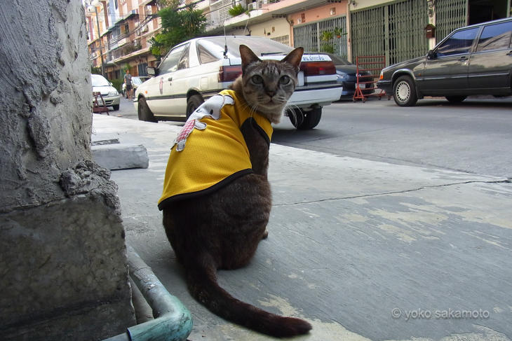 BKK_Cat_R0017905.jpg