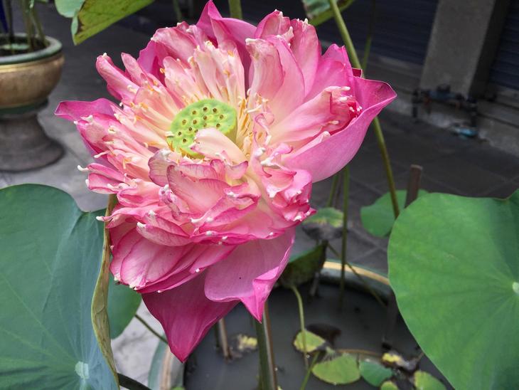 lotusflower.jpg