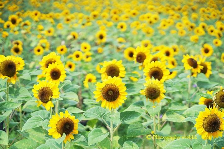 タイの寒季はひまわり観賞のベストシーズン！バンコク、ワチラベンチャタット公園（鉄道公園）の様子