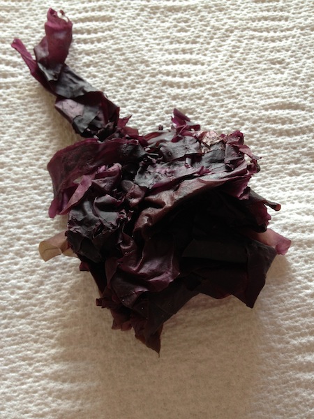 Dulse2.jpg