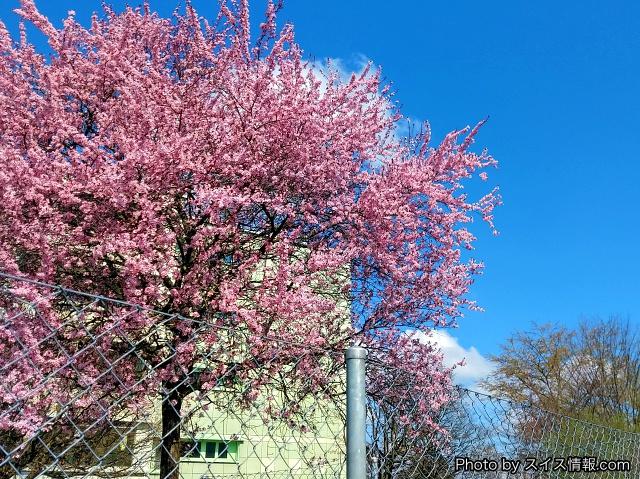 20190402_Maki_Flower_004.640×480_credit.jpg