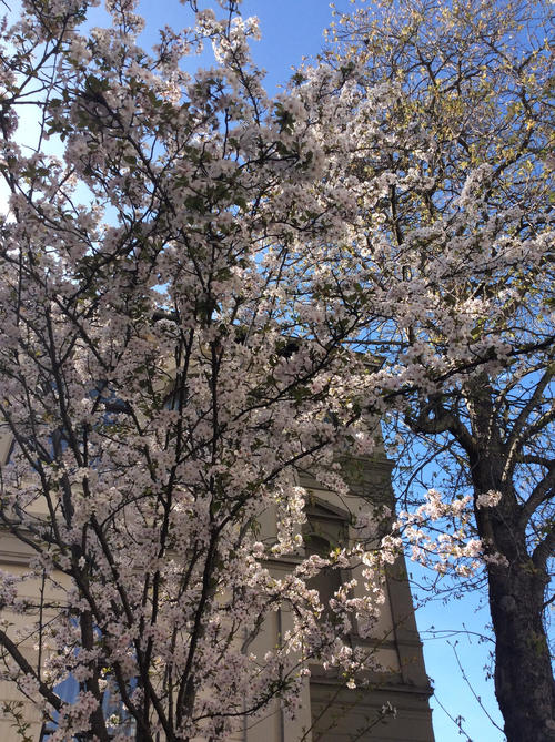 bonn_sakura.jpg