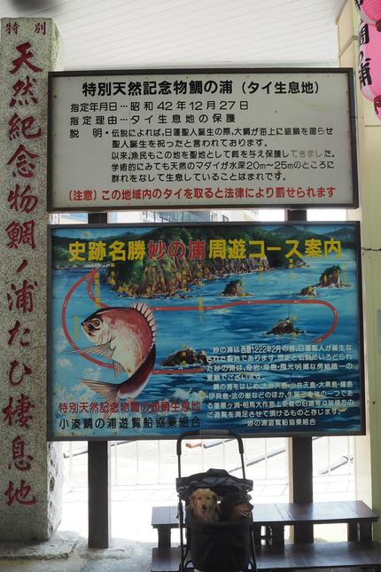 神秘が宿る不思議の海へいざないます！特別天然記念物「鯛の浦遊覧船