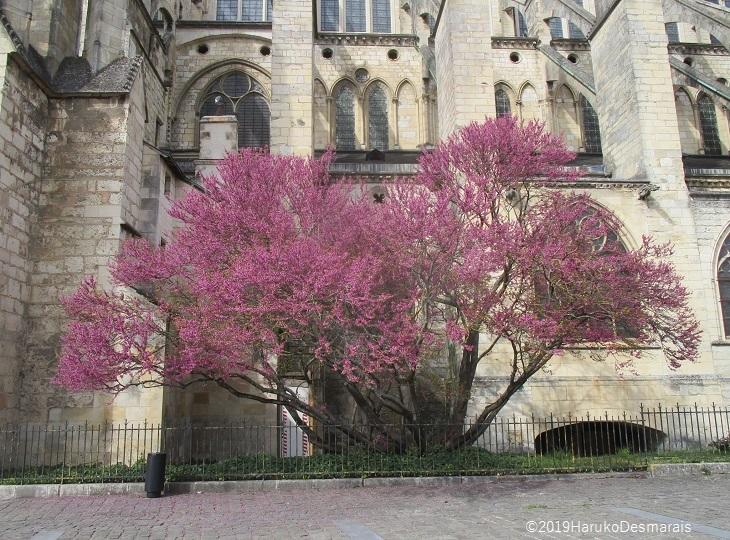 セイヨウハナズオウの花の季節です 地球の歩き方