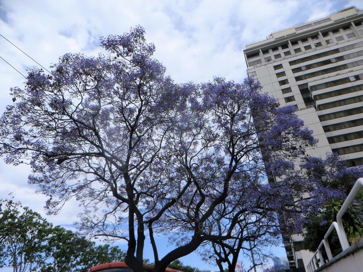 jacaranda.jpg