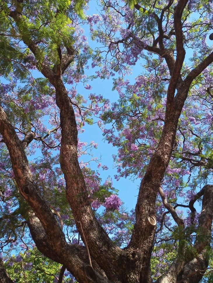 jacarand.jpg