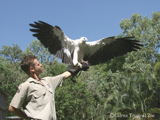 (C)Cairns Tropical Zoo bird show2.jpg