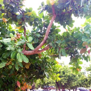 cashewnut tree.jpg