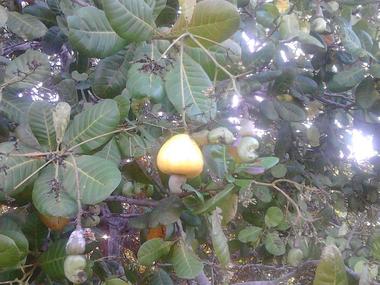 cashew nuts on tree.JPG