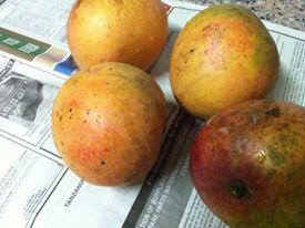 apple mangoes.jpg