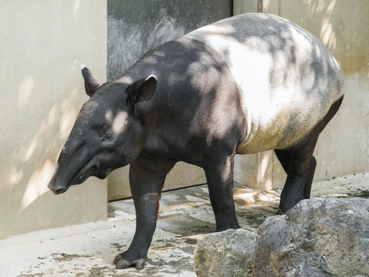 tapir01.jpg