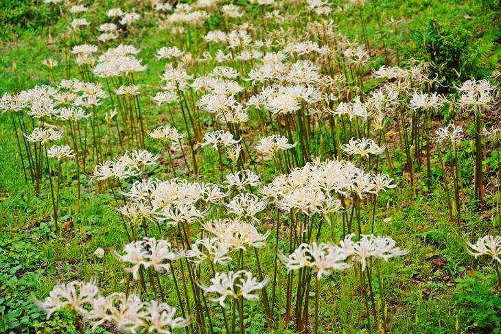 一万本の白い彼岸花 築上町正光寺 地球の歩き方