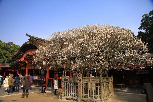 19Dazaifu01.jpg