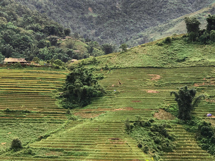 rice terrace.jpg