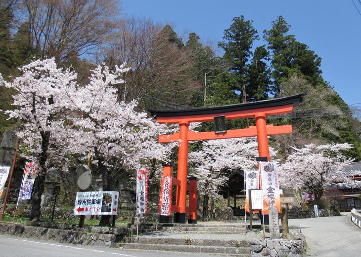 桜まつりはこれから～昇仙峡を参道とする御嶽山「金櫻神社」御神木は金 