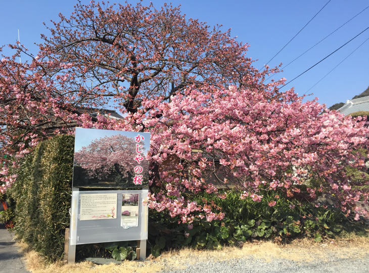 河津桜　かじやの桜.JPG