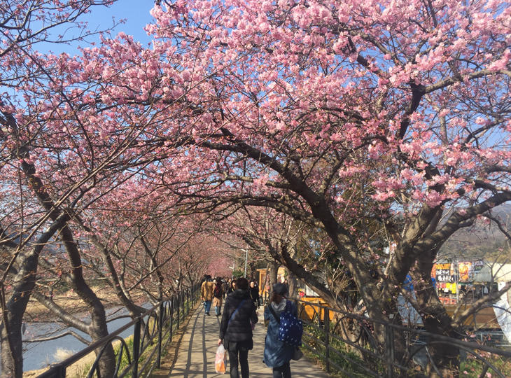 河津桜　桜のトンネル.JPG