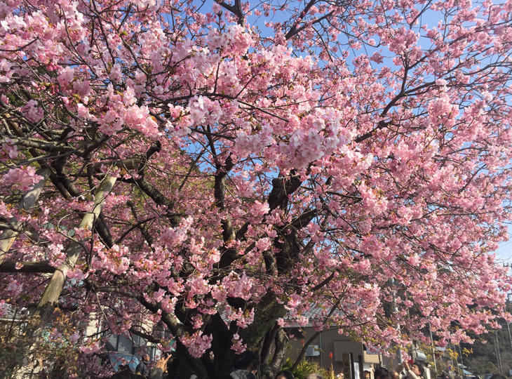 河津桜原木.JPG