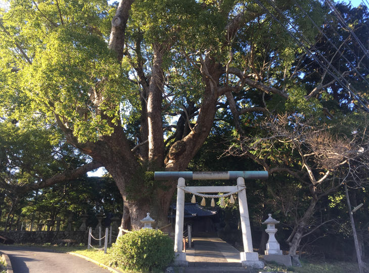 三島神社　夫婦楠.JPGのサムネイル画像