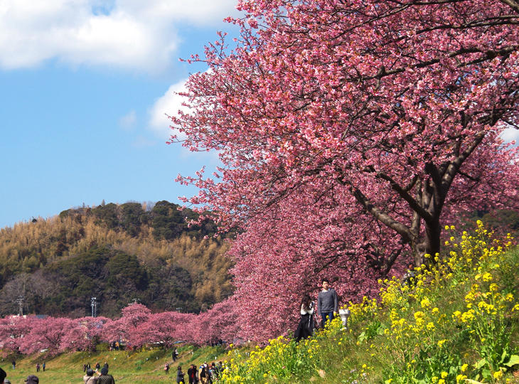 みなみの桜と菜の花まつり20180227-2.jpg