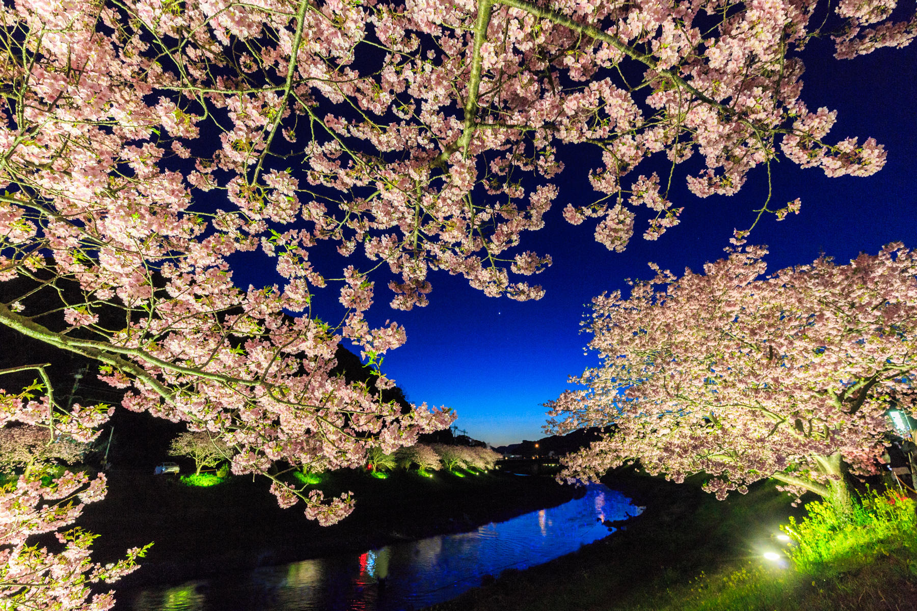 野口　正　みなみの桜と菜の花まつり（夜桜）ネット用.jpg
