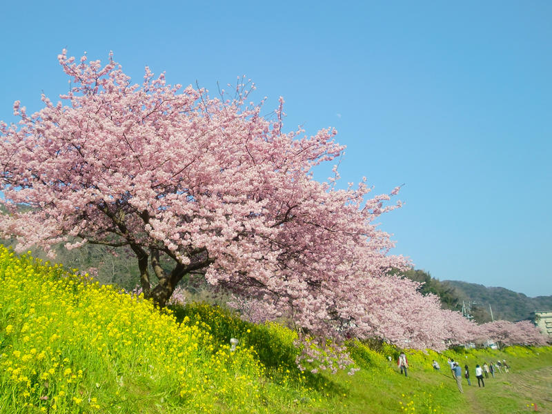 桜と菜の花.jpg