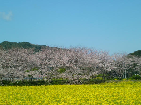 4月4日菜の花とソメイヨシノ.jpg