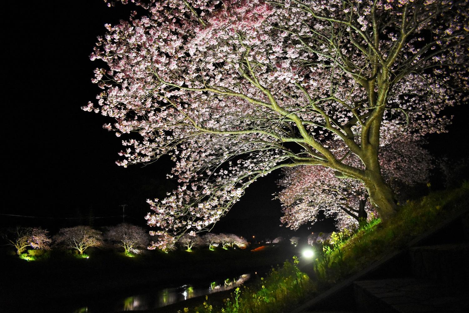 夜桜4.jpg