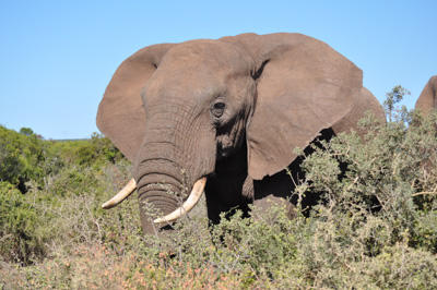 1708_elephant01.jpg