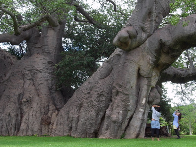 1309_baobab04.jpg