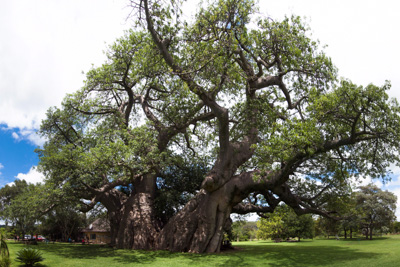 1309_baobab05.jpg