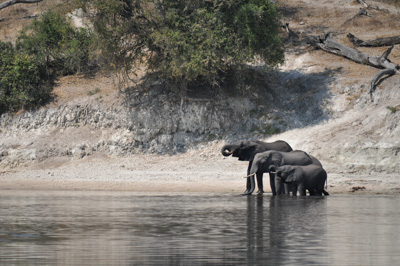 1410_chobe_01_05.jpg