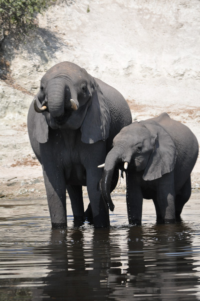 1410_chobe_01_06.jpg