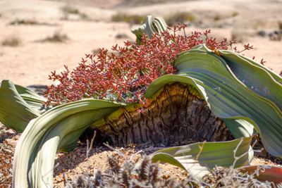 1504_welwitschia03.jpg
