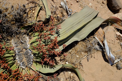 1504_welwitschia05.jpg