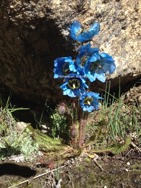 ブルーポピー ヒマラヤの青いケシの花 地球の歩き方