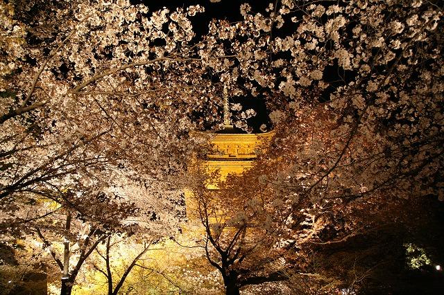 東寺夜桜.jpg