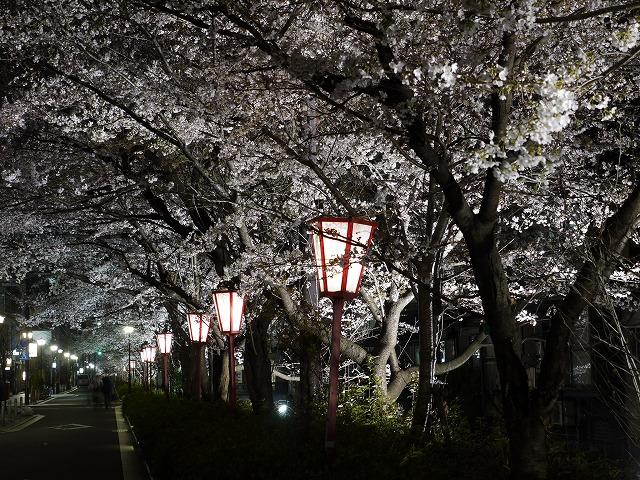 木屋町　夜桜.jpg