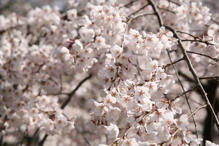 さまざま な こと 思い出す 桜 かな