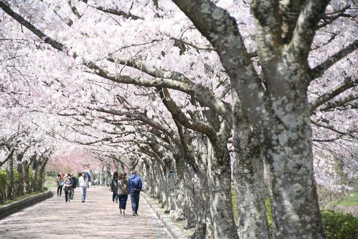 次の春に行きたい桜の名所 亀岡 七谷川 和らぎの道 地球の歩き方