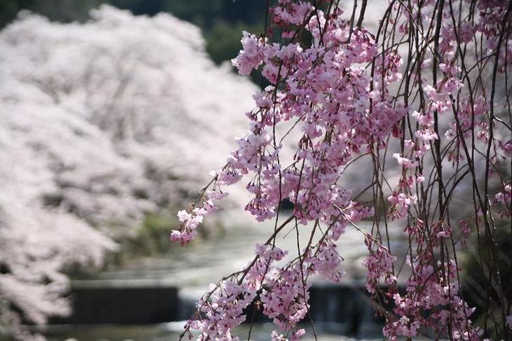 次の春に行きたい桜の名所 亀岡 七谷川 和らぎの道 地球の歩き方