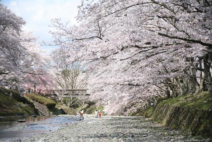 次の春に行きたい桜の名所 亀岡 七谷川 和らぎの道 地球の歩き方