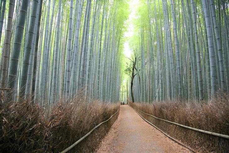 目に優しい6月の 竹林の小径 地球の歩き方