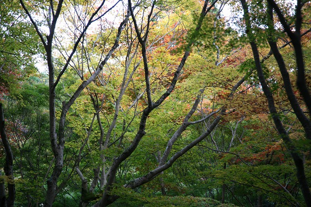 ・晩秋嵯峨野 032.jpg