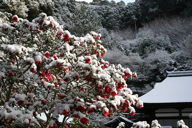 京・雪景色 160.jpg