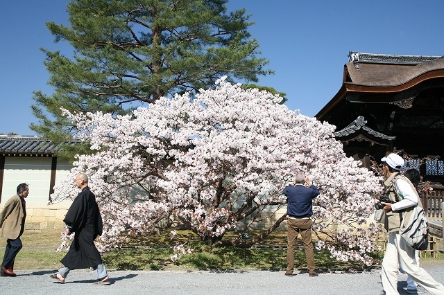 仁和寺・晴れ 021.jpg