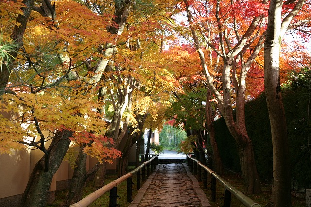 光悦寺・紅葉 020.jpg