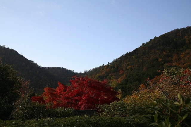 光悦寺・紅葉 069.jpg